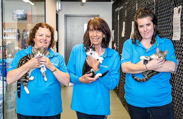 RSPCA Queensland volunteers Helen, Janet and Jessica hold adoptable cats